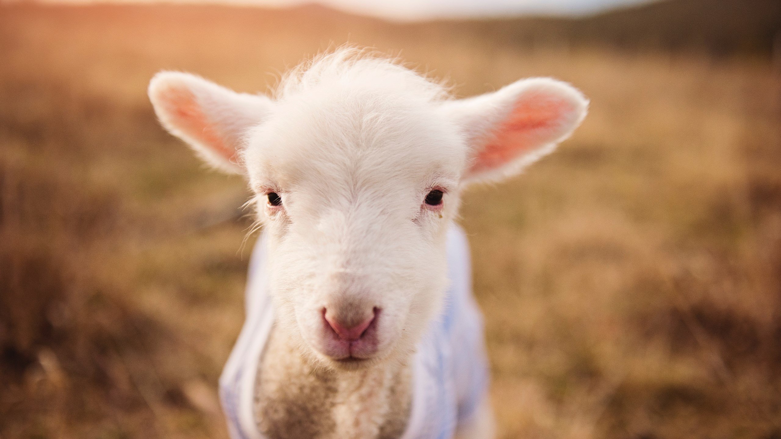 AYXSPORTSAPP-史上“最牛”篮下封盖：斯托亚科维奇在对阵勇士时完美封堵对手关键投篮！