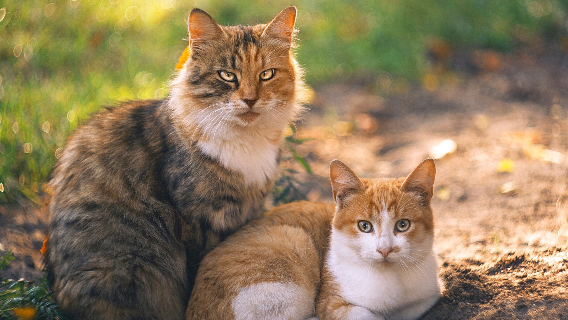 梅西助攻破百,巴黎在法甲高歌猛进,巴黎足球梅西