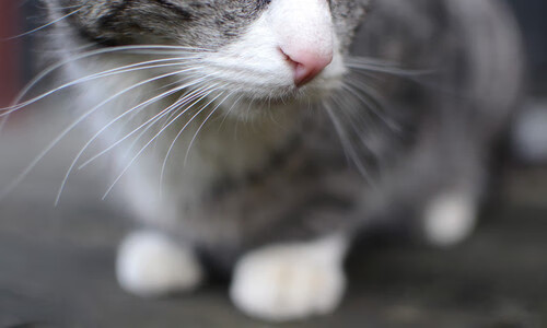 高校校园足球赛事精彩纷呈,激发学生足球热情,大学生校园足球