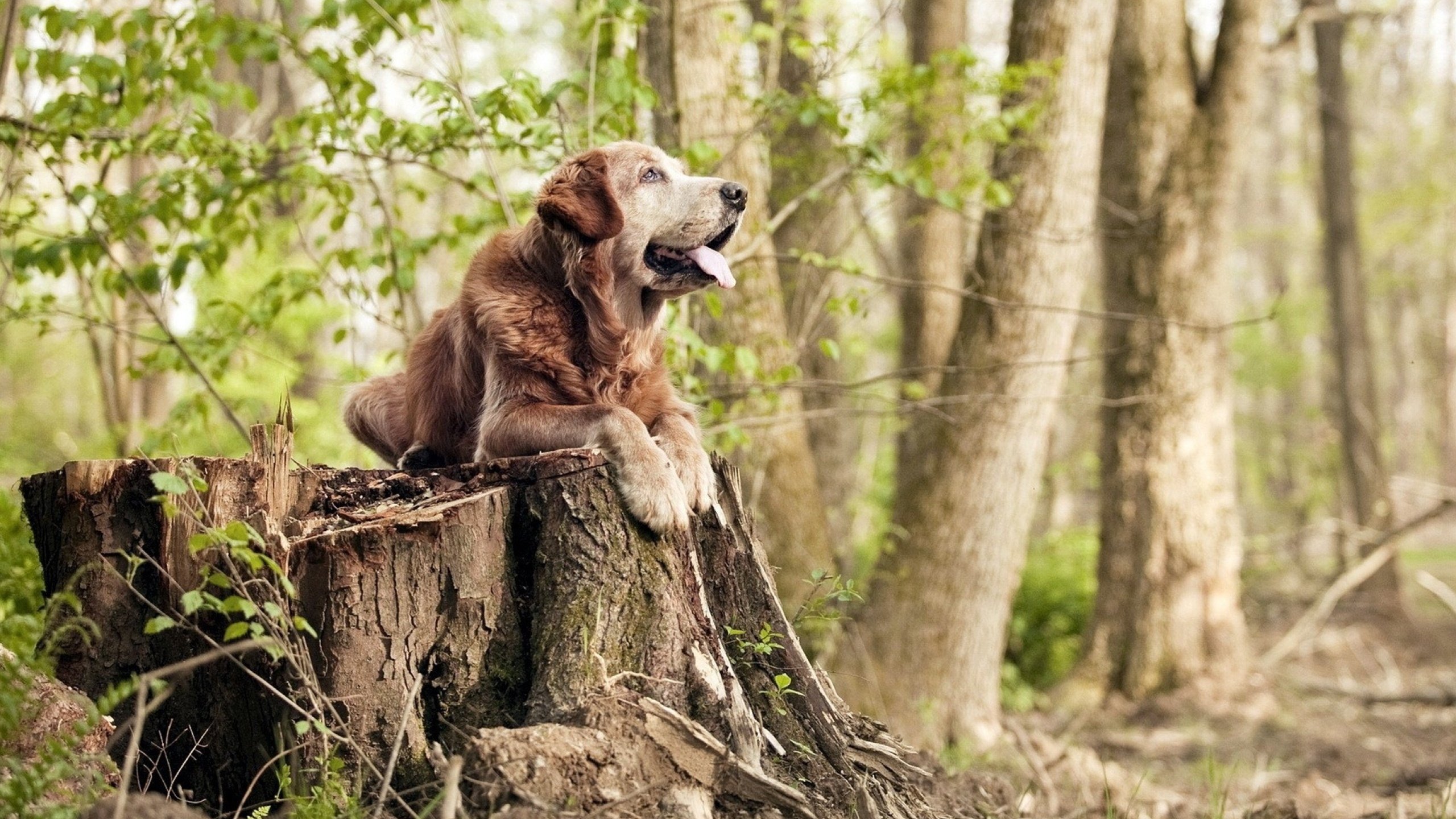 利物浦淘汰皇马,欧冠中萨拉赫戏耍门将破门,欧冠_利物浦3-2马竞 萨拉赫双响