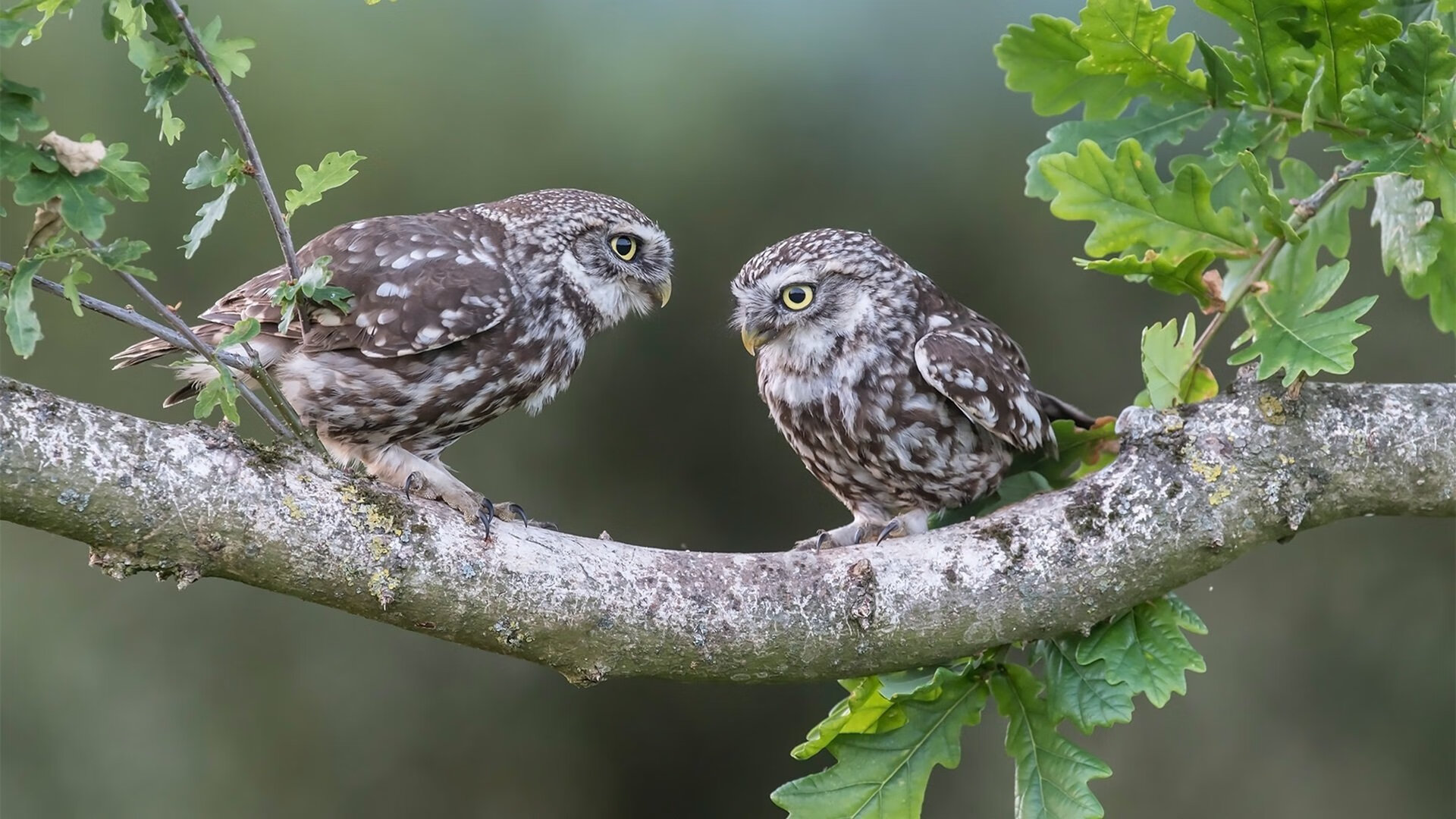 爱游戏体育官方网站-台湾杯明星队员积极备赛，力争佳绩，台湾队夺冠