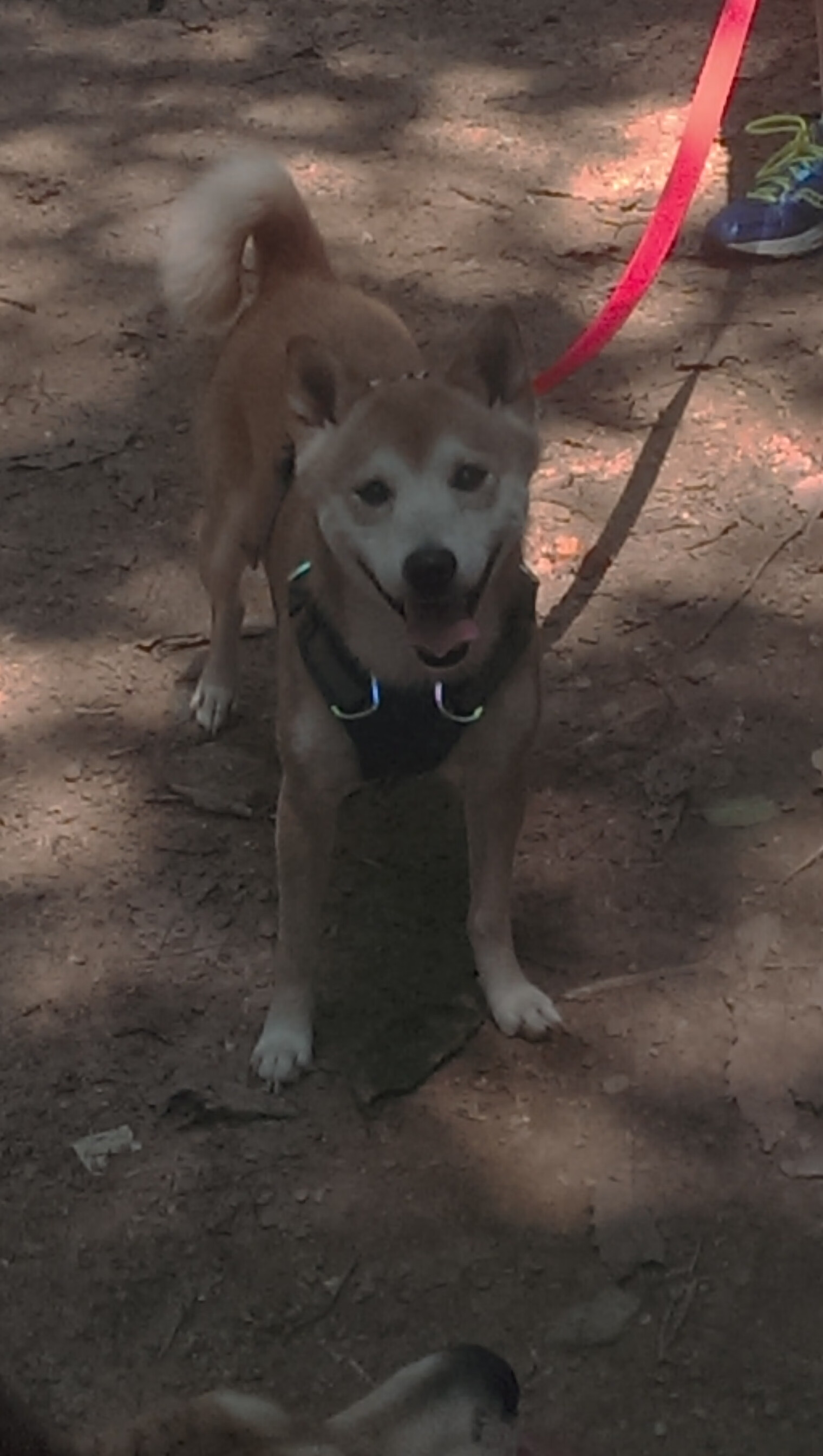 美国女足在巴黎奥运会比赛中以3-0战胜美国,奥运会女足美国队
