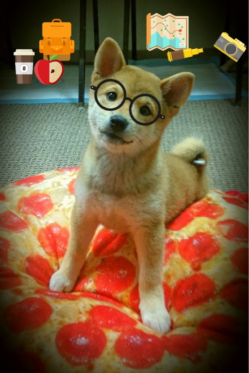 爱游戏下载-葡萄牙体育调整战术阵型，葡萄牙 阵型