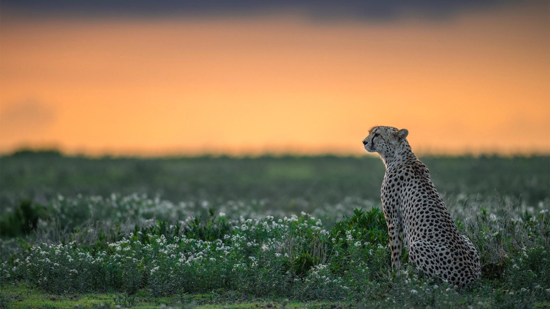 韩国女足队血战到底，惜败于对手，韩国女足2021