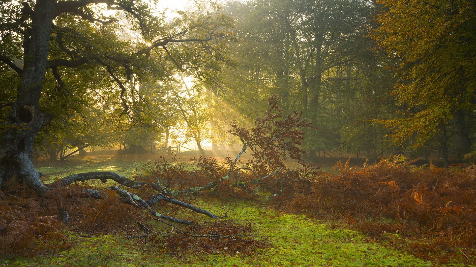 NBA球队战术调整实例分析，nba比赛战术分析