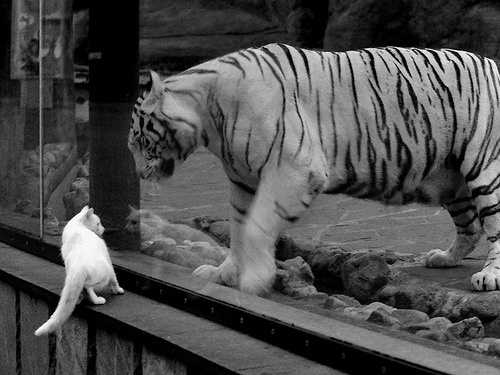 篮球运动员比赛焦虑管理与干预方法，篮球比赛运动员注意事项