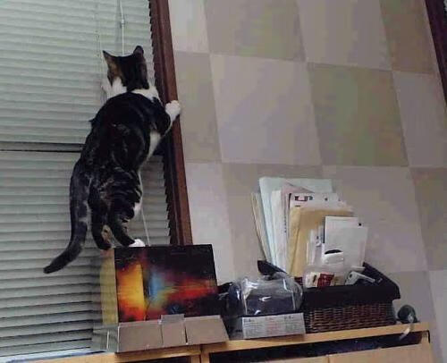 英超比赛中裁判语调与非语言行为对球员情绪波动的影响,用语言或行为对裁判员