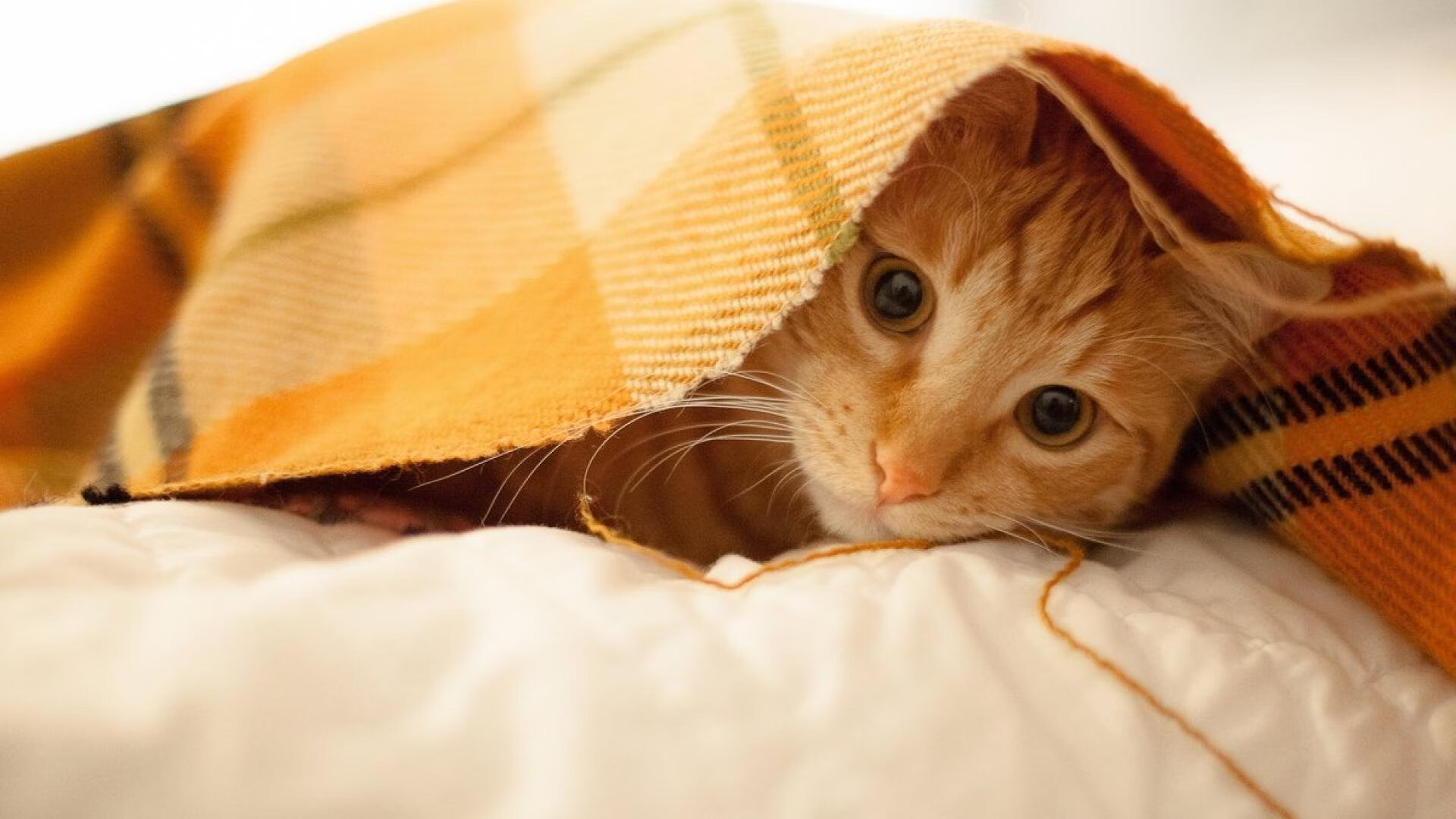 AYX GAME-世界杯中国青年队爆冷 球迷反思战略布局，这场世界杯中国队