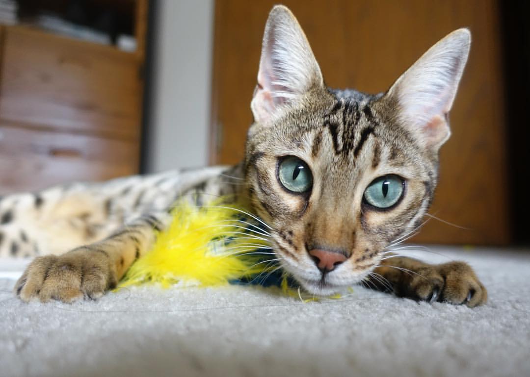 爱游戏官网-南美风格对决西甲铁血战术，谁更胜？，南美风格对决西甲铁血战术,谁更胜一筹