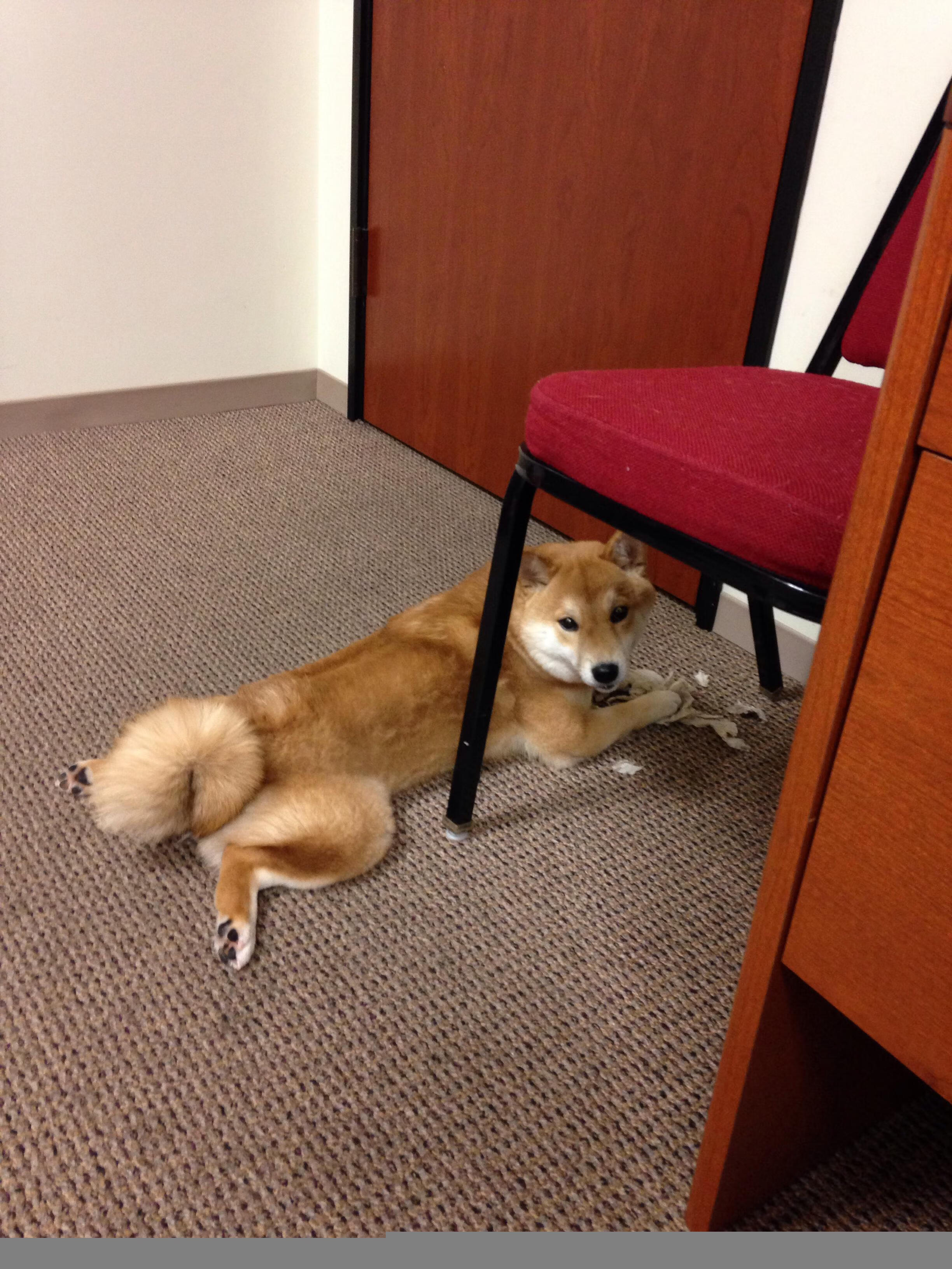 爱游戏综合娱乐-橄榄球全球参与度持续增长，橄榄球人数